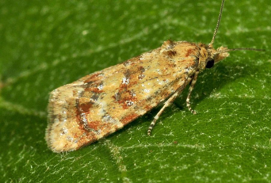 Tortricidae da Toano